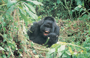 Viaje a Uganda