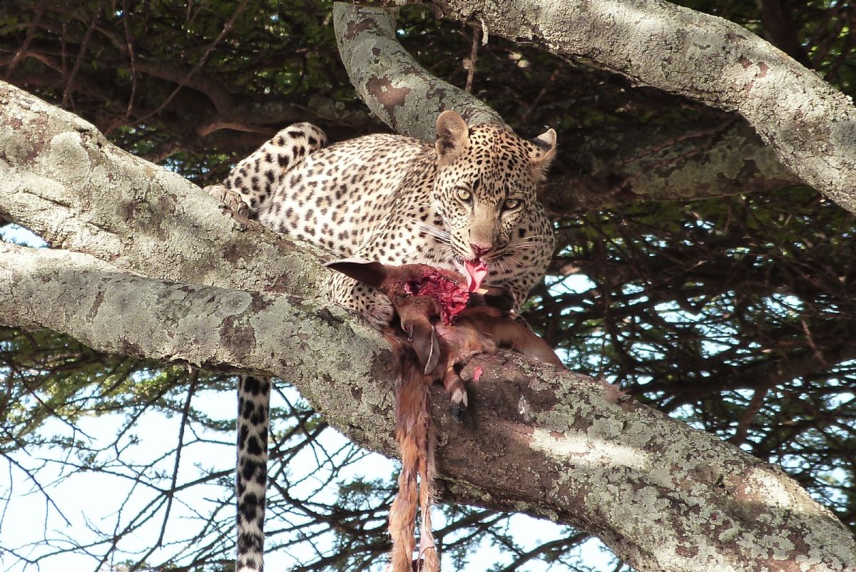 Tribus Massai en Tanzania. Foto Sergi Ventura