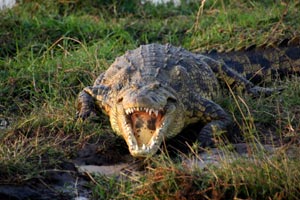 Viaje a Botswana