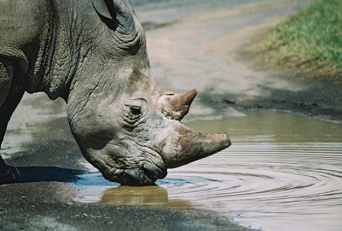 Kenya - Parques Naturales y costa del Índico
