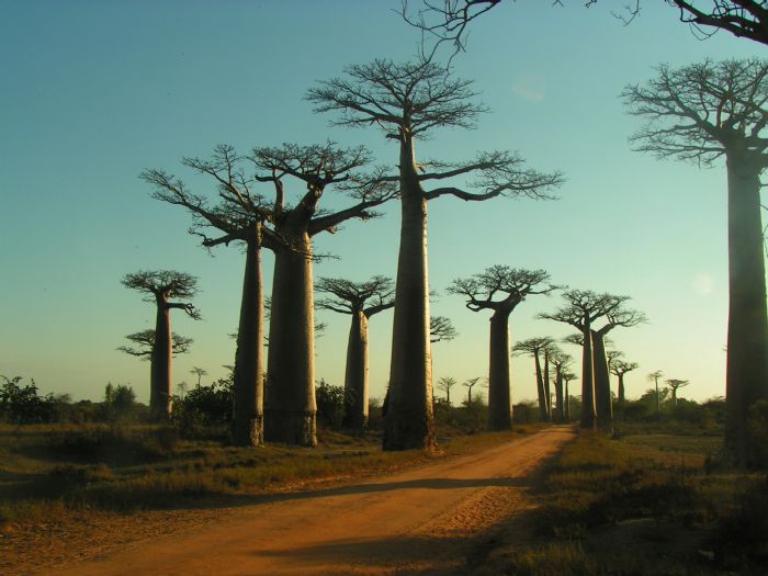 Madagascar - Esencias de Madagascar