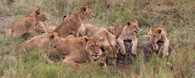 Kenya y Tanzania - Lo mejor de África Oriental