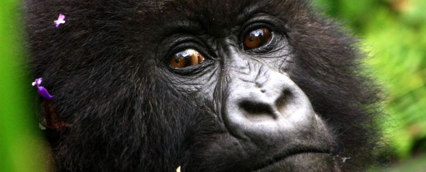 Uganda