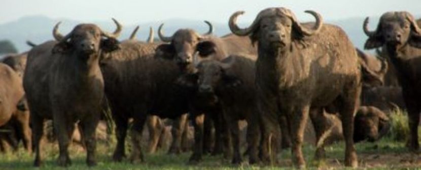 Tanzania -  Los Tesoros del Sur - Salida 19 de Marzo