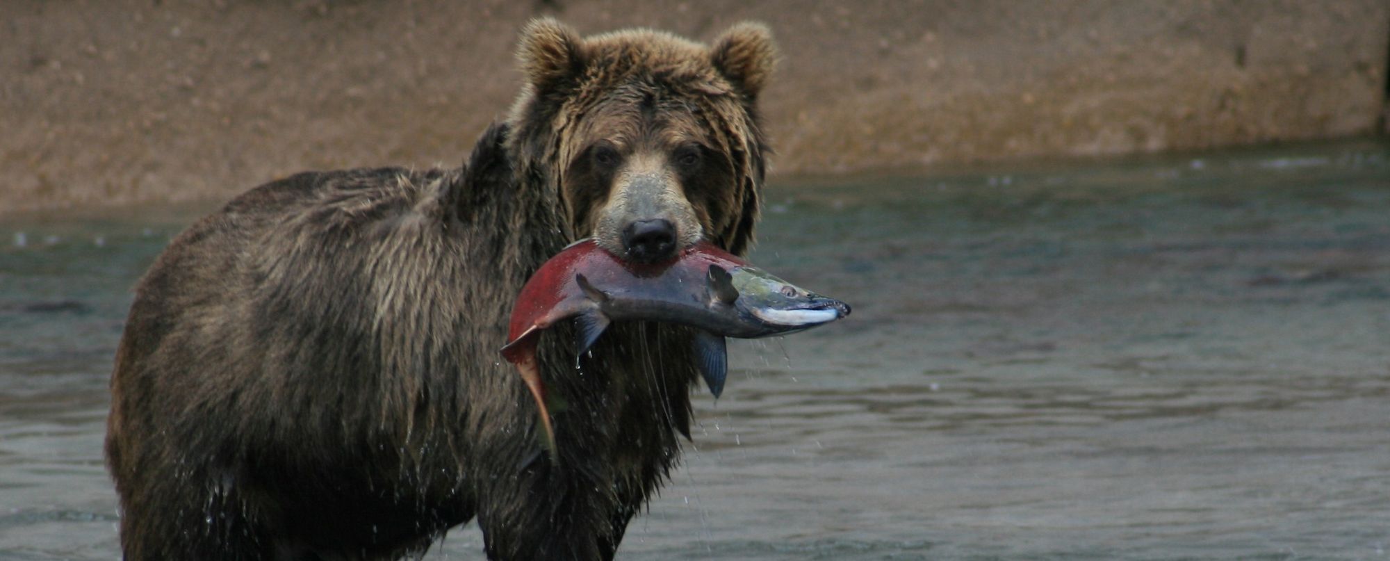 Rusia