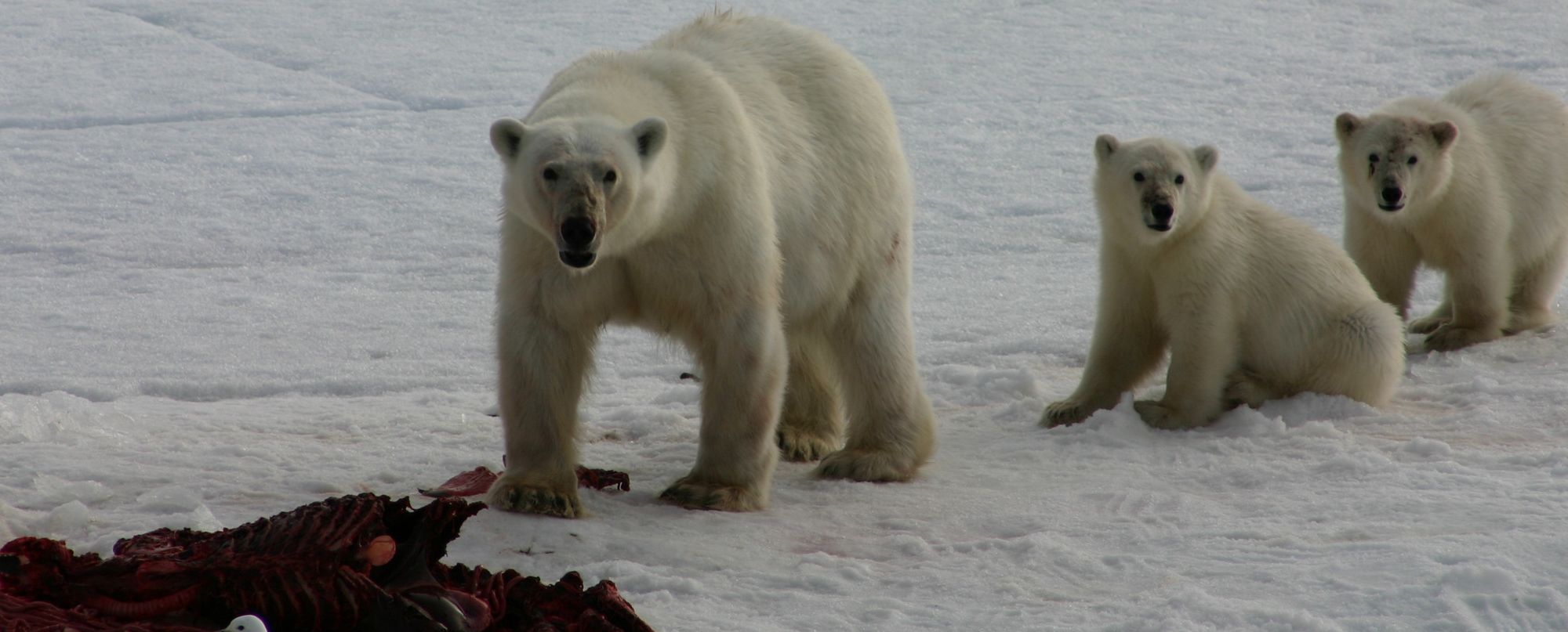 Islas Svalbard