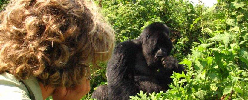 Uganda y Rwanda -  Gorilas de montaña  - Salidas con guía de habla hispana. 