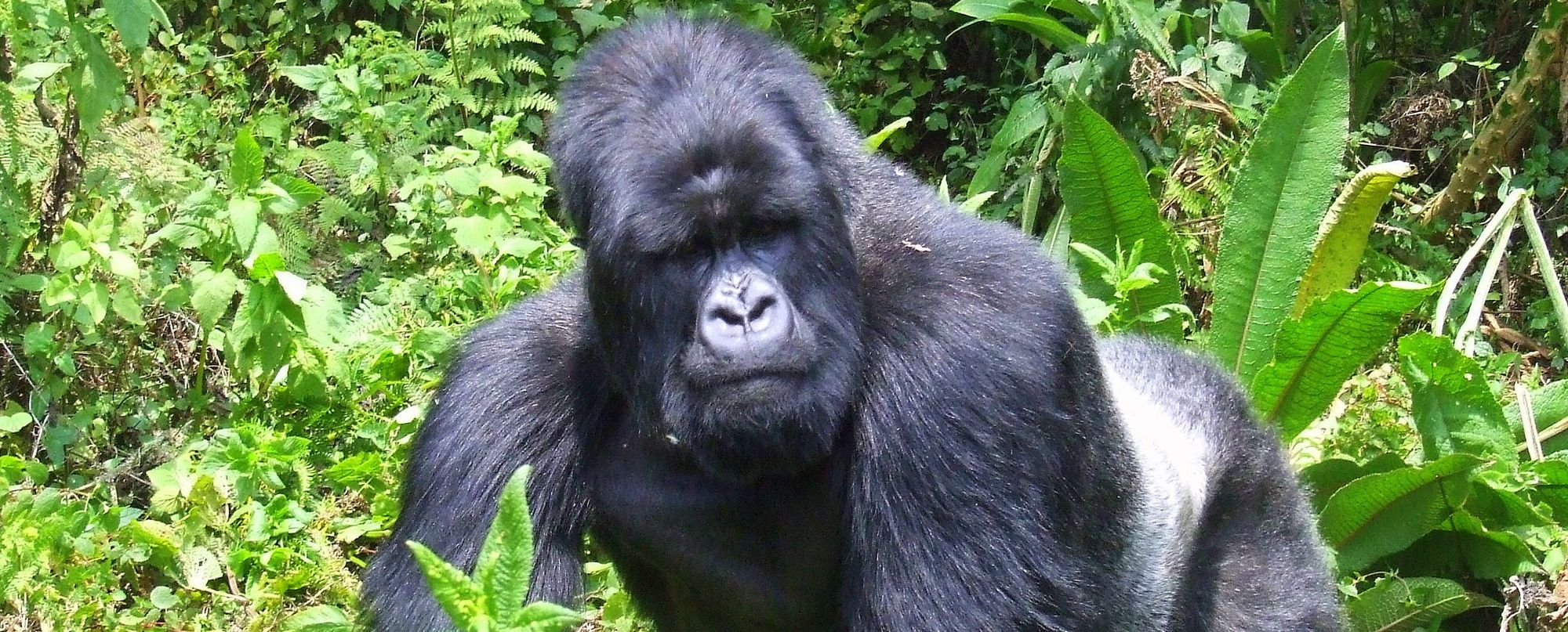 Uganda