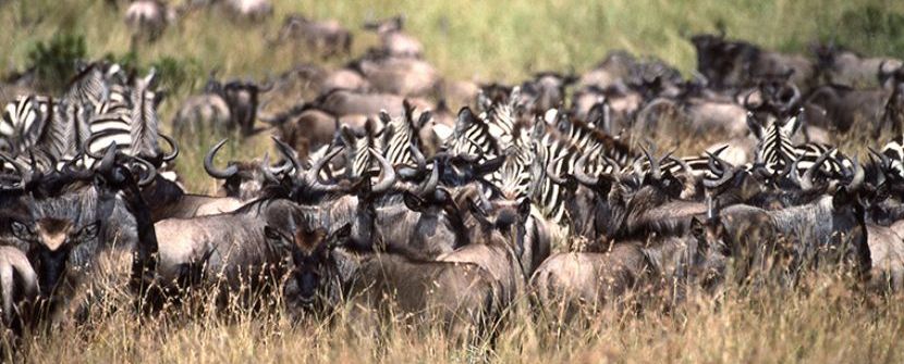 Clic para visitar la ficha de este programa Kenya - Imagenes de la gran migración